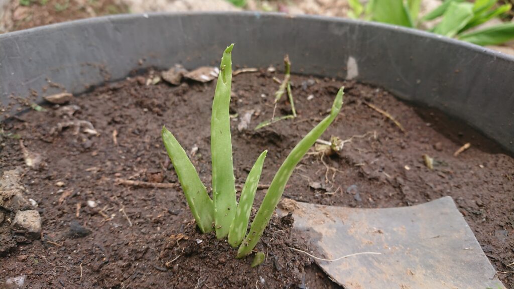 aloe Vera