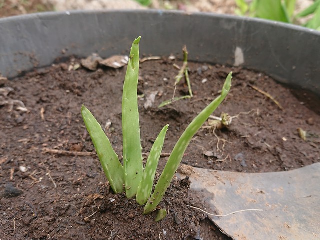 aloe-vera